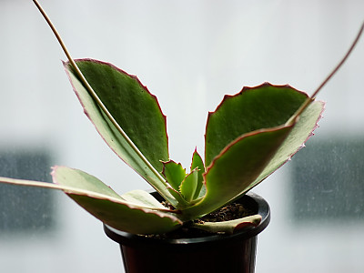 신세파라 사진 - Kalanchoe synsepala Photos