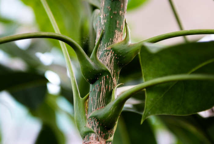 쉐프레라 악티노필라 - Schefflera actinophylia