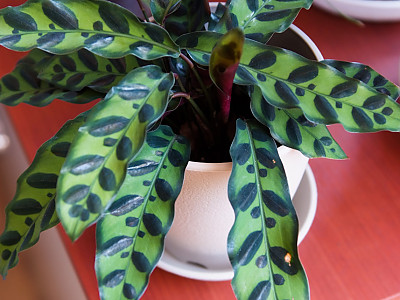 칼라데아 인시그니스 사진 - Calathea insignis Photos