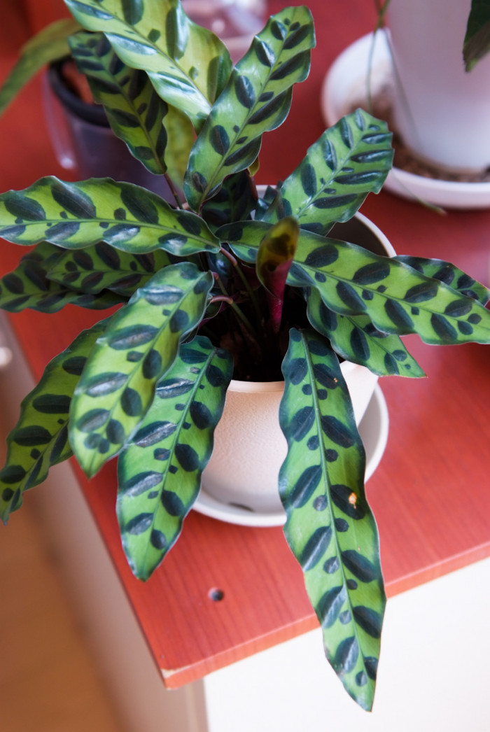 칼라데아 인시그니스 - rattle snake plant, Calathea insignis