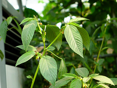 모로헤이아 사진 - Corchorus trilocularis Photos