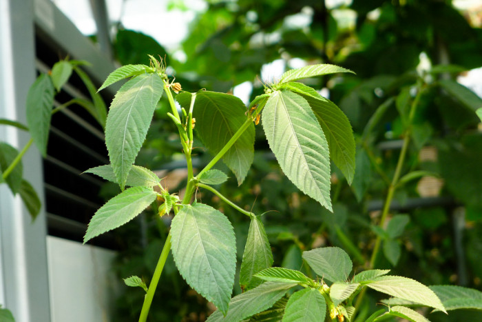 모로헤이아 - Corchorus aestuans, Corchorus fruticulosus, Corchorus triflorus, Corchorus trilocularis