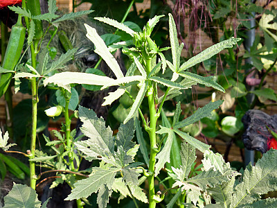 오크라 사진 - Abelmoschus esculentus Photos