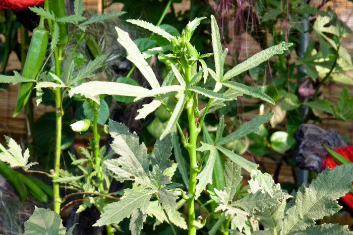 오크라 - okra, Abelmoschus esculentus