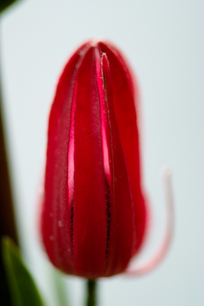 파보니아 멀티플로라 - Pavonia multiflora, Brazilian candles, Pavonia intermedia