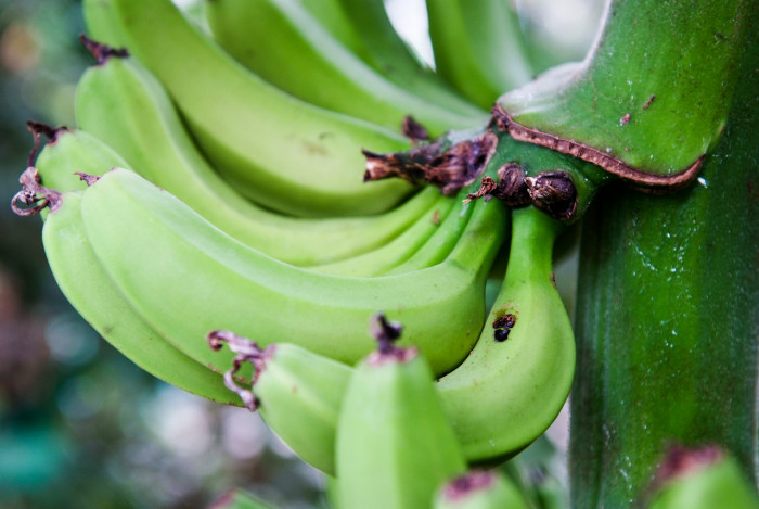 바나나나무 - Banana, Musa paradisiaca L.