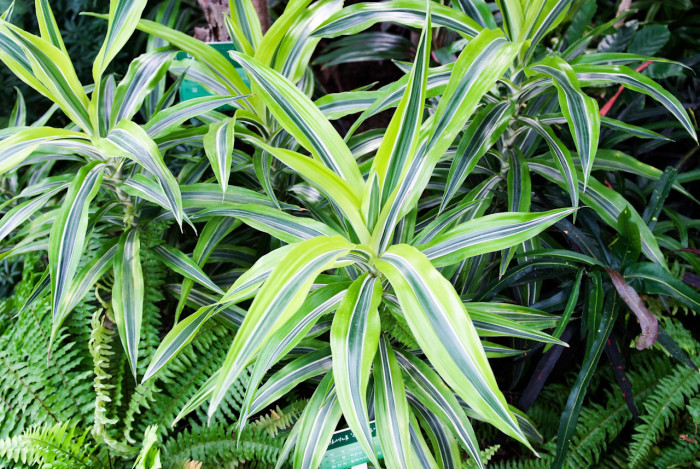 드라세나 레몬라임 - Dracaena deremensis 
