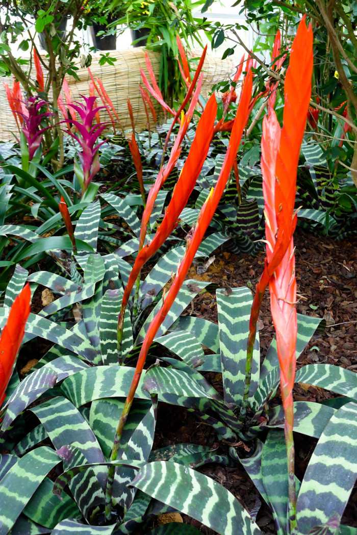 아나나스 - Ananas spp.