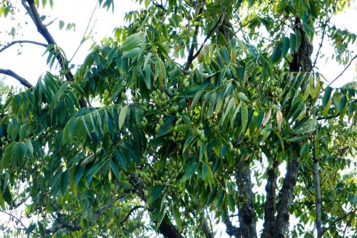 가죽나무 - Tree of Heaven, Ailanthus altissima (Mill.) Swingle for. altissima