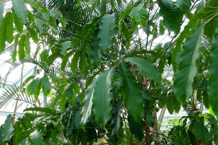 쉐프레라 악티노필라 - Schefflera actinophylia