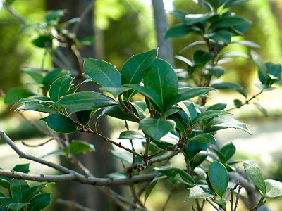 목서 사진 - Osmanthus fragrans (Thunb.) Lour. Photos