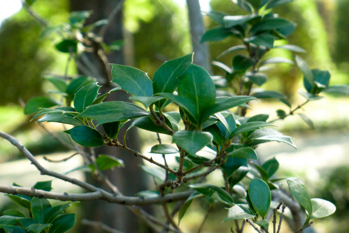 목서 - Osmanthus fragrans (Thunb.) Lour.