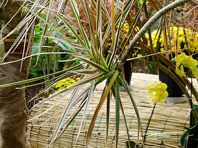 드라세나 콘시나 사진 - Dracaena concinna Photos