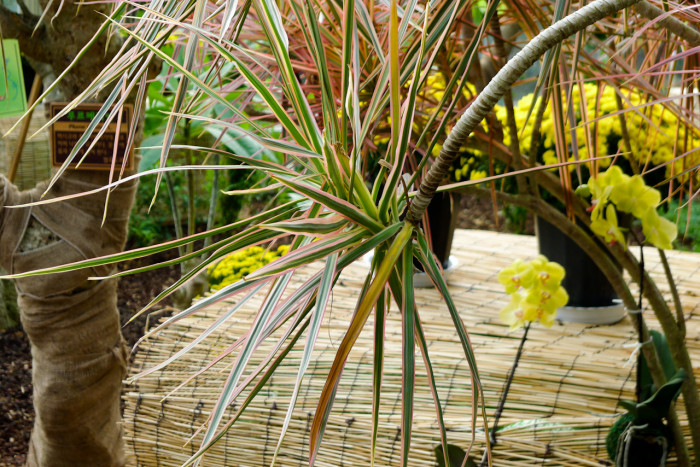 드라세나 콘시나 - Dracaena concinna