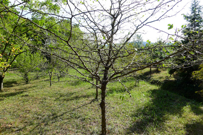 주엽나무 - Gleditsia japonica Miq.