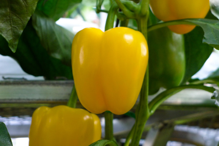 피망 - sweet pepper, pimenta, bell pepper, pimento, Capsicum annuum L. var. angulosum Mill