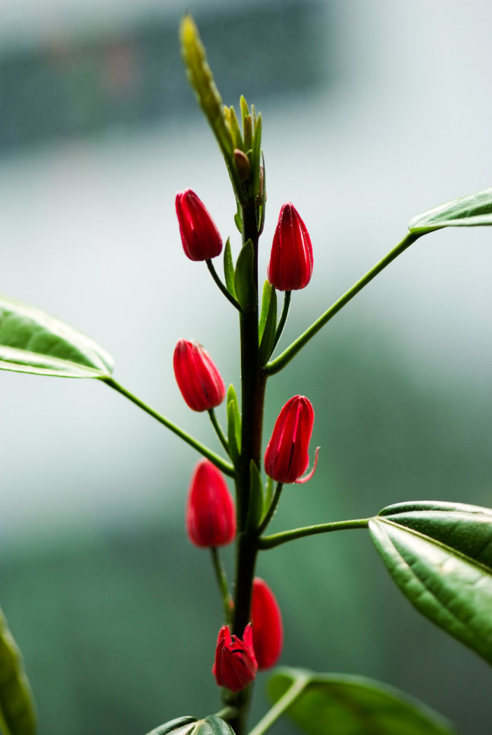 파보니아 멀티플로라 - Pavonia multiflora, Brazilian candles, Pavonia intermedia