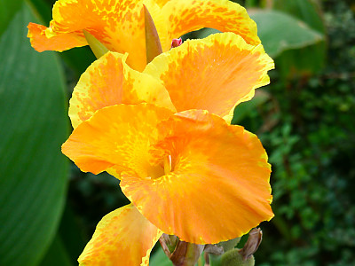 칸나 사진 - Canna spp Photos