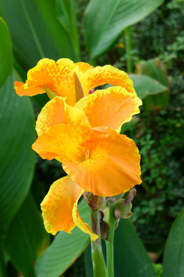 칸나 - Canna lily, Canna spp
