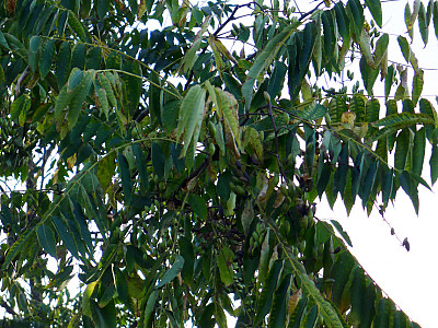 가죽나무 사진 - Ailanthus altissima (Mill.) Swingle for. altissima Photos