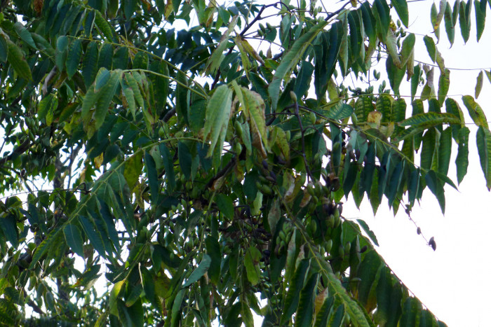 가죽나무 - Tree of Heaven, Ailanthus altissima (Mill.) Swingle for. altissima