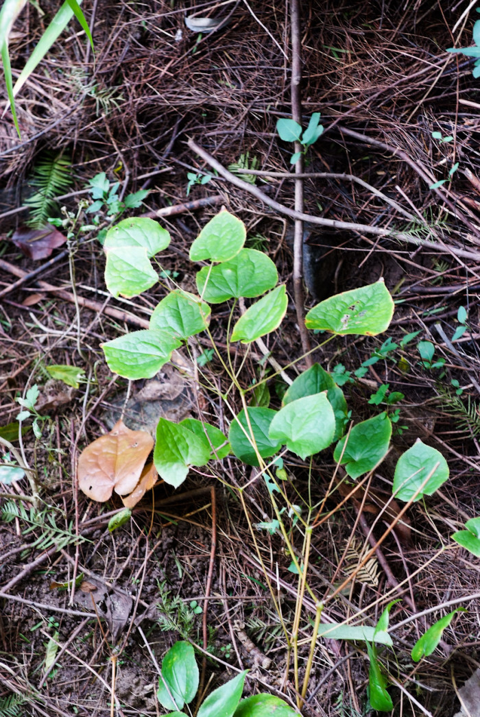 삼지구엽초 - Epimedium koreanum Nakai