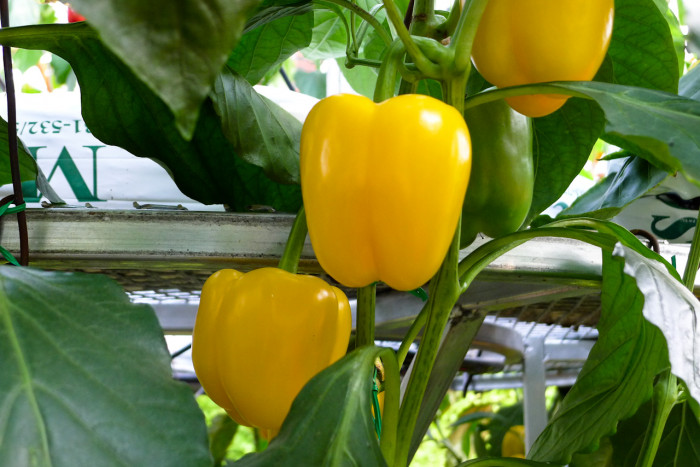 피망 - sweet pepper, pimenta, bell pepper, pimento, Capsicum annuum L. var. angulosum Mill