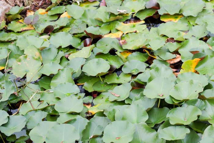 수련 - Nymphaea tetragona var. angusta