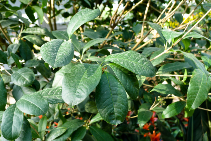 목서 - Osmanthus fragrans (Thunb.) Lour.