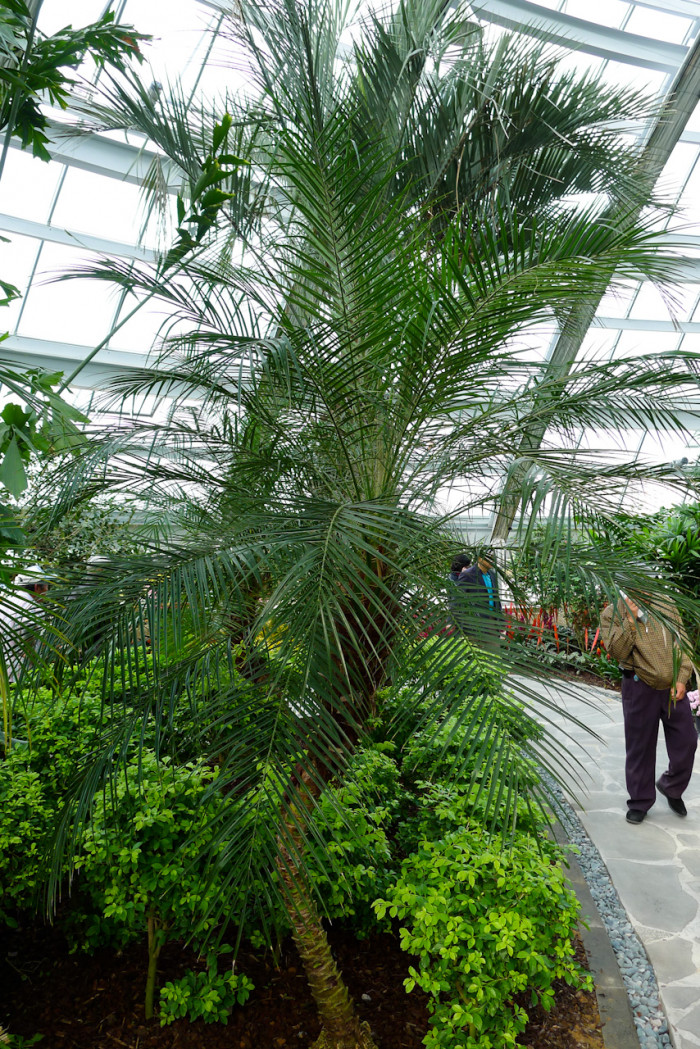 피닉스야자 - Miniature Date Palm, Pygmy Date Palm, Dwarf Date Palm, Phoenix roebelenii O
