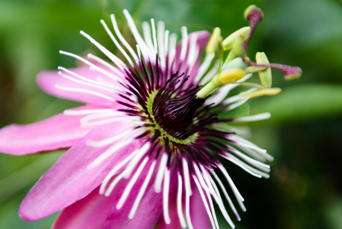 시계초 - passion flower, Passiflora caerulea