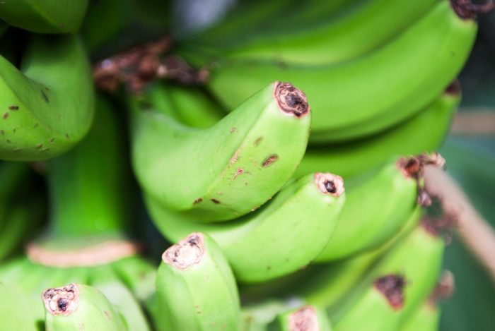 바나나나무 - Banana, Musa paradisiaca L.