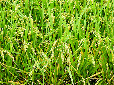 벼 사진 - Oryza sativa L. var. sativa Photos