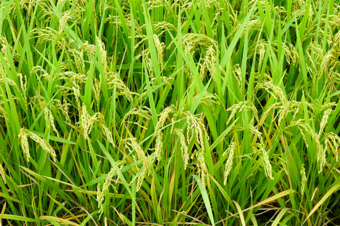 벼 - Oryza sativa L. var. sativa