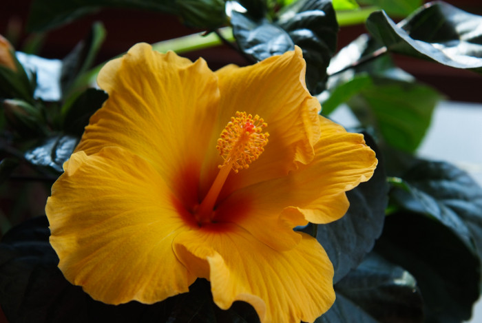 하와이무궁화 - hawaiian hibiscus, Hibiscus rosa-sinesis L.