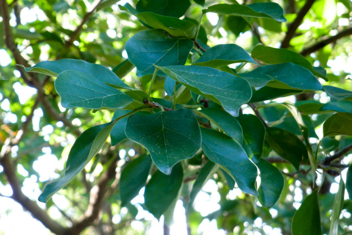 꾸지뽕나무 - Cudrania  tricuspidata, Cudrania tricuspidata (Carr.) Bureau ex Lavallee