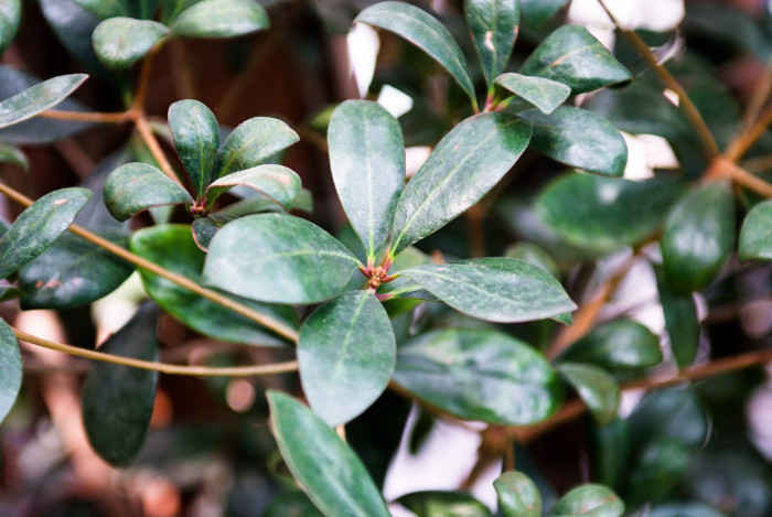 후피향나무 - Ternstroemia gymnanthera (Wight & Arn.) Sprague