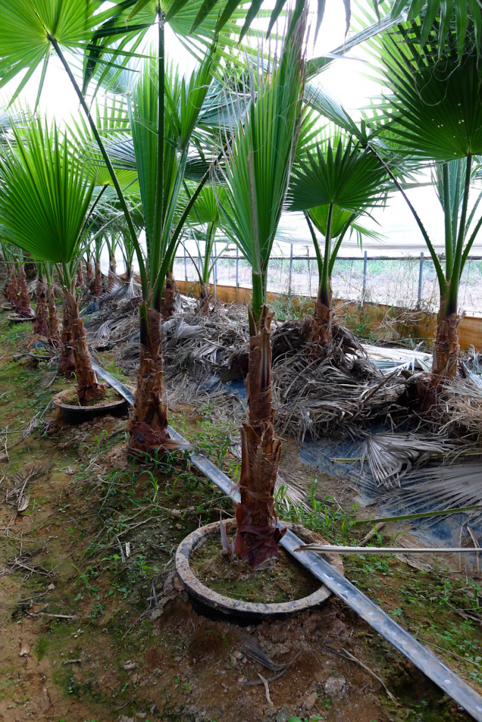 워싱턴야자 - Washington palm, California Fan Palm, Washingtonia filifera