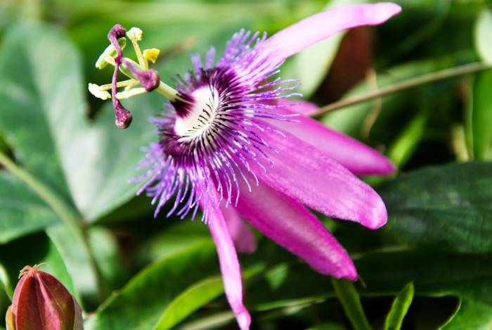 시계초 - passion flower, Passiflora caerulea