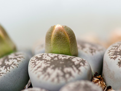 리톱스 사진 - Lithops hookeri v. hookeri Photos
