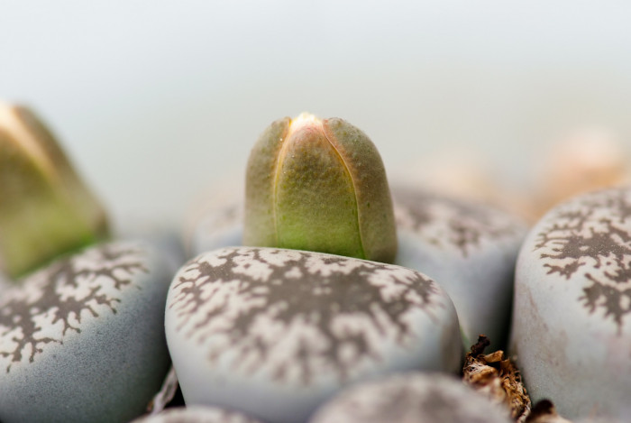 리톱스 - 도로시, Lithops hookeri v. hookeri