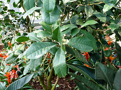 목서 사진 - Osmanthus fragrans (Thunb.) Lour. Photos