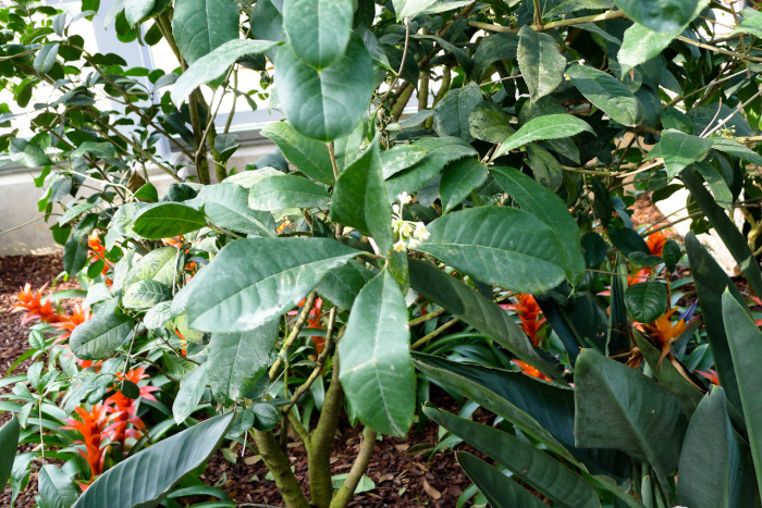 목서 - Osmanthus fragrans (Thunb.) Lour.