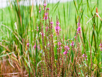 부처꽃 사진 - Lythrum anceps (Koehne) Makino Photos