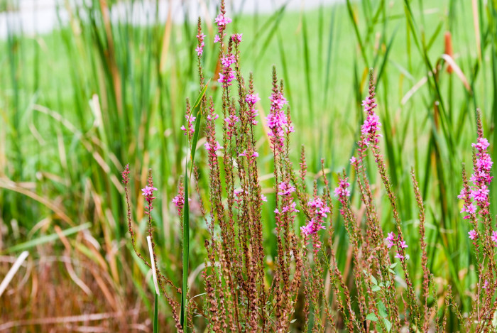 부처꽃 - Lythrum anceps (Koehne) Makino