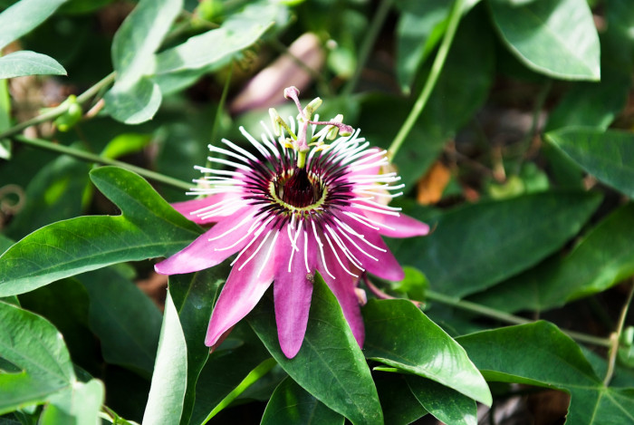 시계초 - passion flower, Passiflora caerulea