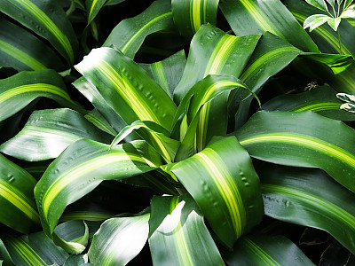 드라세나 자넷크레이그 사진 - Dracaena deremensis \'Janet Craig\' Photos