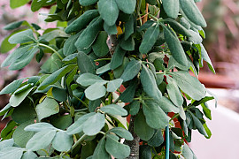 환접만 - Adenia glauca