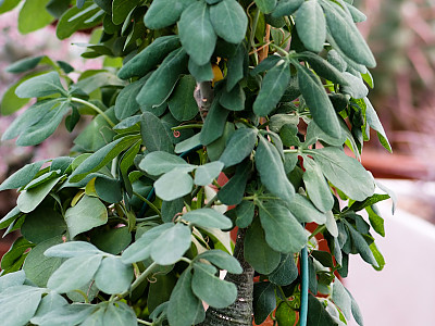 환접만 사진 - Adenia glauca Photos