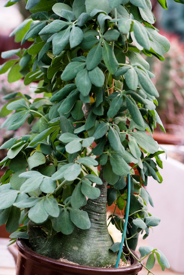 환접만 - Adenia glauca